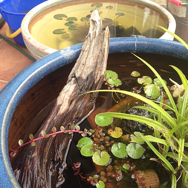hiroomの-（ビオトープ）水辺植物　メダカの隠れ家　置くだけ簡単　インスタントビオトープ　LOWタイプ（寄せ植え）（1鉢）水質浄化　隠れ家【HLS_DU】の家具・インテリア写真