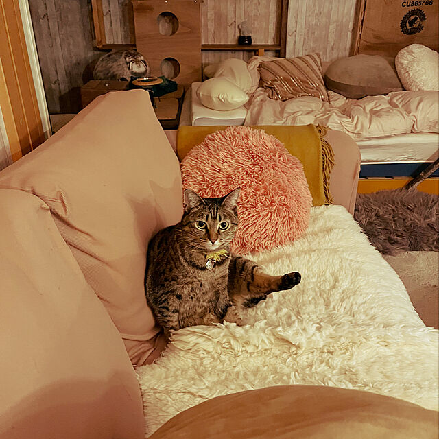 Mの-YOU+MORE! 丸すぎる世界最古の猫 マヌルネコもっちりクッション フェリシモ FELISSIMO【送料無料】の家具・インテリア写真