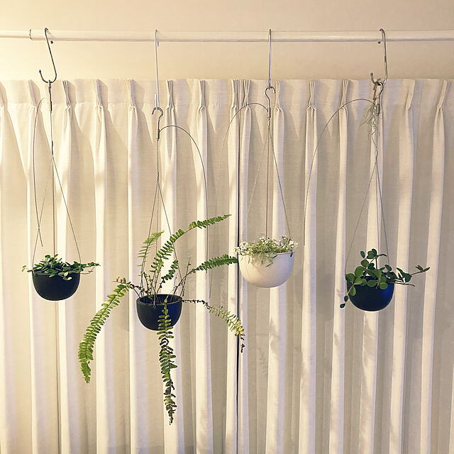 hohoの-リプサリス カスッサ 観葉植物 小さい 室内 サボテン 4号鉢 鉢植え おしゃれ 人気の家具・インテリア写真