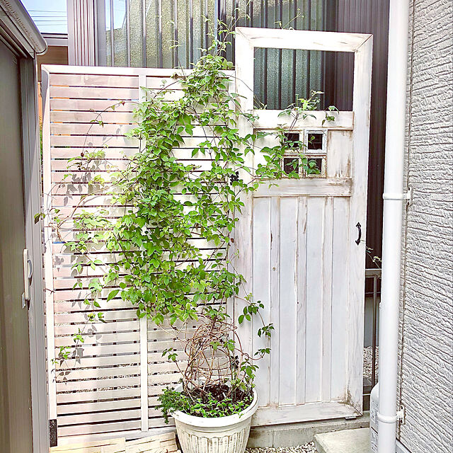 hinamamaの園芸ネット-クレマチス：スノーフレーク4号ポット[2年生苗]（モンタナ系）の家具・インテリア写真