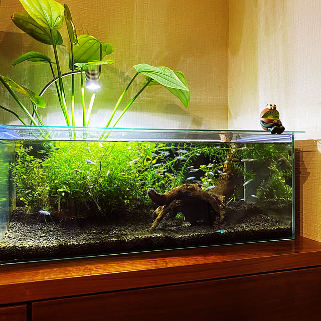 写真付きレビュー 60cmフラット水槽 単体 アクロ60nフラット 60 30 23cm オールガラス水槽 Aqullo アクアリウム用品 お一人様1点限り 関東当日便の通販商品 口コミ情報 Roomclipショッピング