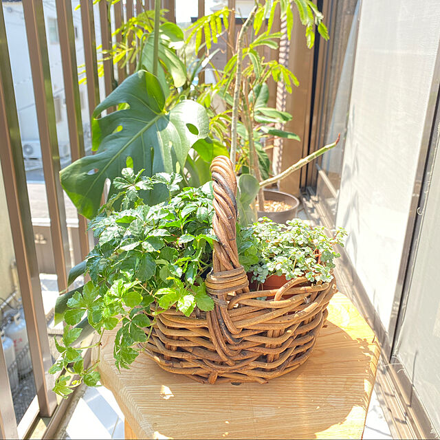 miporinの-パーセノシッサス シュガーバイン 3号ポット苗観葉植物 インテリアグリーンの家具・インテリア写真