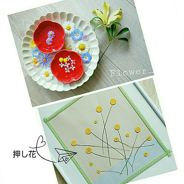 umiumiの-コツラ 花ほたる 3.5号ポット苗 花壇 寄せ植えの家具・インテリア写真