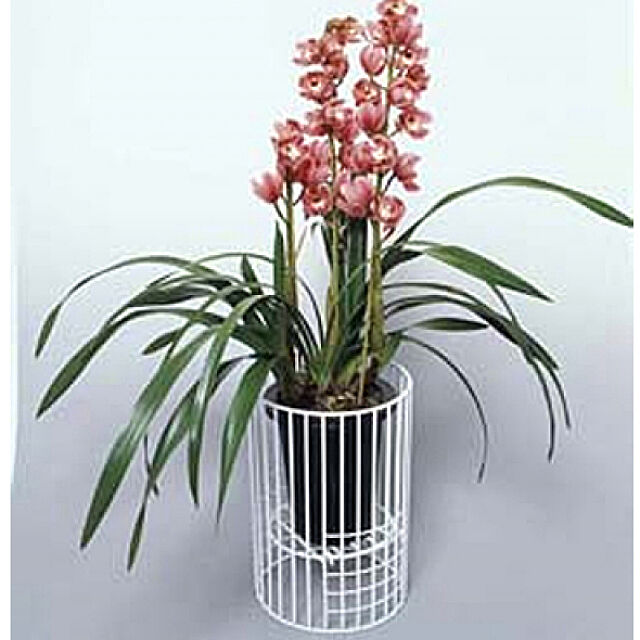 SunExcel の-［えつこのフラワーラック］収納 リビング 観葉植物 花 植木用スタンドカップ ホワイト 日本製の家具・インテリア写真