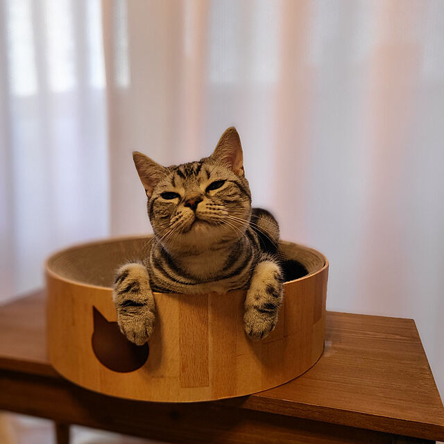 lovepeaceの猫壱-猫壱（necoichi） バリバリボウルXL ライトブラウンの家具・インテリア写真