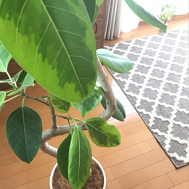 写真付きレビュー アルテシーマ 3dカーブ 曲がり 白色 セラアート鉢 8号 バークチップ 受皿 育て方 観葉 観葉植物 送料無料 斑入り 斑 バリエガータ 葉模様 ゴムノキ ゴムの木 ゴム 3大人気フィカス 鉢植え 鉢 大型 白 ホワイト 丸 ラウンドの通販商品 口コミ