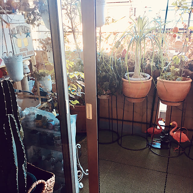 erikoの-観葉植物 ポニーテール(トックリラン) 中鉢(8号)の家具・インテリア写真