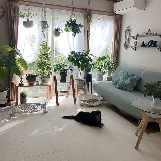 Tupemamaの-ペットケアー　ラタン風洗えるベッド　ホワイト　S【HLS_DU】　関東当日便の家具・インテリア写真