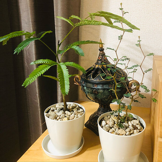 miniの-観葉植物 エバーフレッシュ 3.5号鉢 受け皿付き 育て方説明書付き Cojoba arborea var. angustifolia ネムノキの家具・インテリア写真