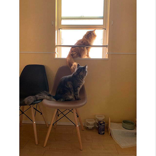 Udonの-【送料無料】ウッディーダイニングS 犬・猫用高さ調節食器台【F2】の家具・インテリア写真