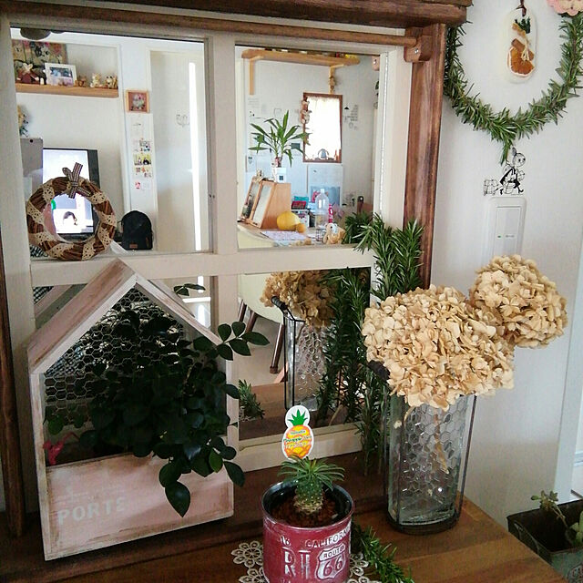 prepreの-【多肉植物】：ユーフォルビア “パイナップルコーン”／蘇鉄キリン*の家具・インテリア写真