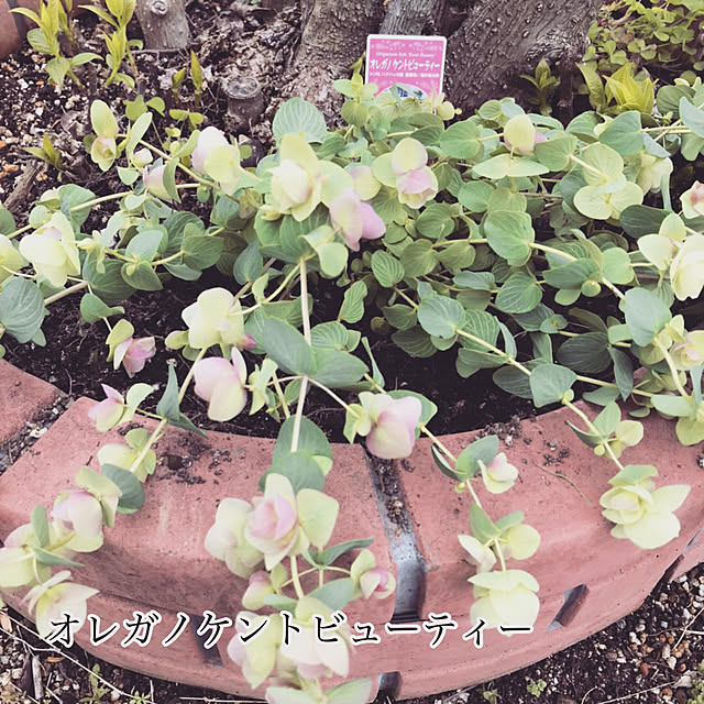 オレガノケントビューティー ３苗