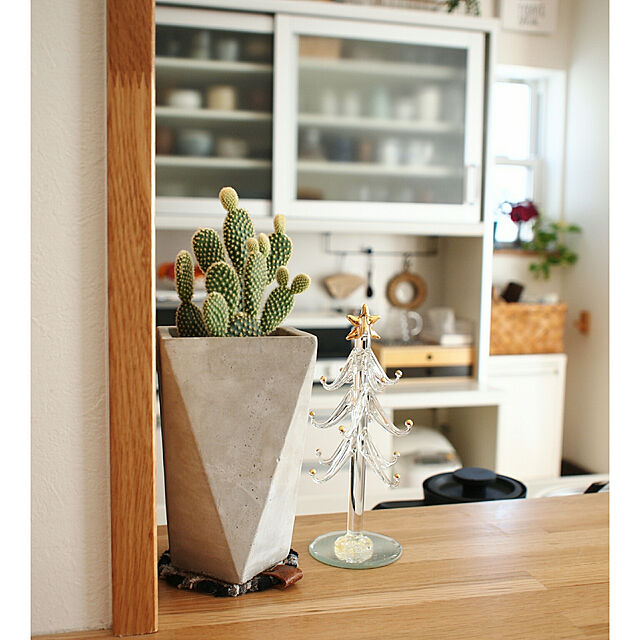 yunohaの-（観葉植物）サボテン　オプンティア　バニーカクタス　ホワイト　3号（1鉢）の家具・インテリア写真