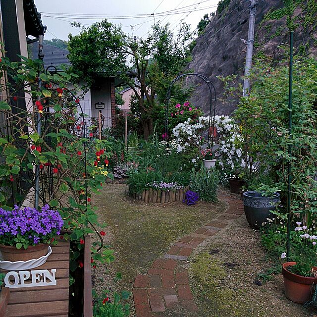 hiroの-ベルフラワー 花苗 ブルーのベルのような花を株いっぱいに咲かせてくれる花 プランターやコンテナに植え込めば毎年楽しめる宿根草です販売 通販 種類の家具・インテリア写真