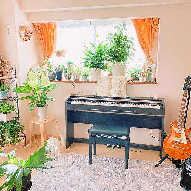 Tenの-観葉植物/ポリシャス タイワンモミジ　5号の家具・インテリア写真