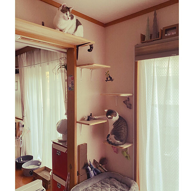 Lufuのニトリ-ペットベッド Ｍ(Nウォームo-iスターシカク M) の家具・インテリア写真