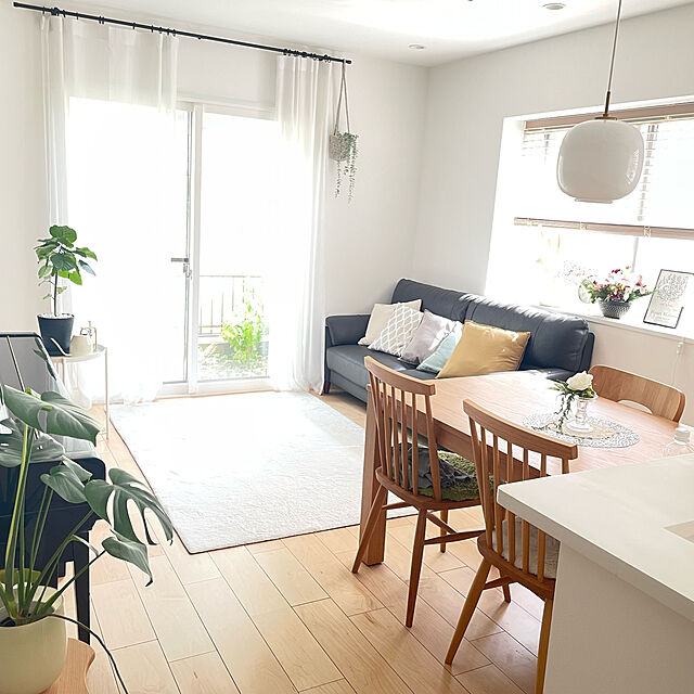 yumiの-観葉植物 フィカス・ウンベラータ6号鉢  インテリアの家具・インテリア写真