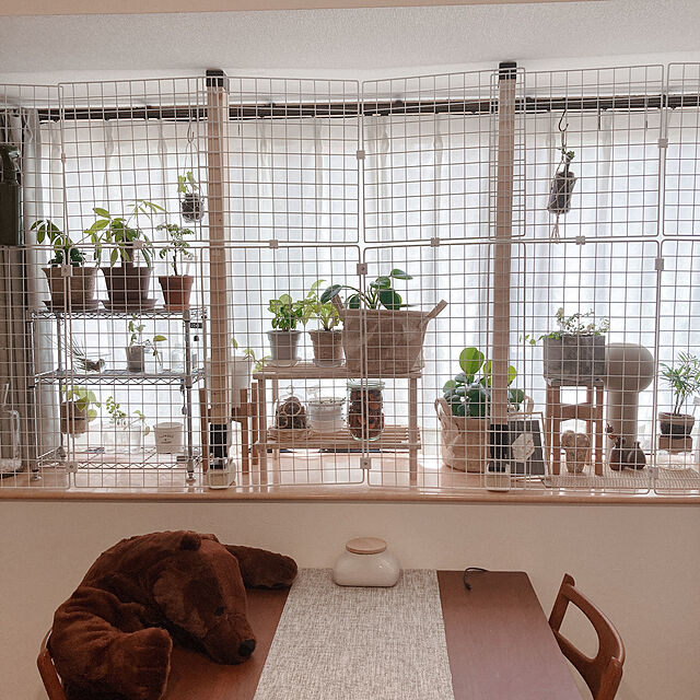 goyanの-（観葉植物）フィカス　プミラ　サニーホワイト　３号（１ポット）の家具・インテリア写真