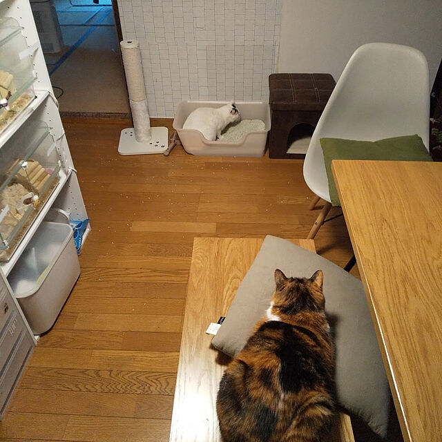 yukieの-猫壱　バリバリつめとぎポール　綿　関東当日便の家具・インテリア写真
