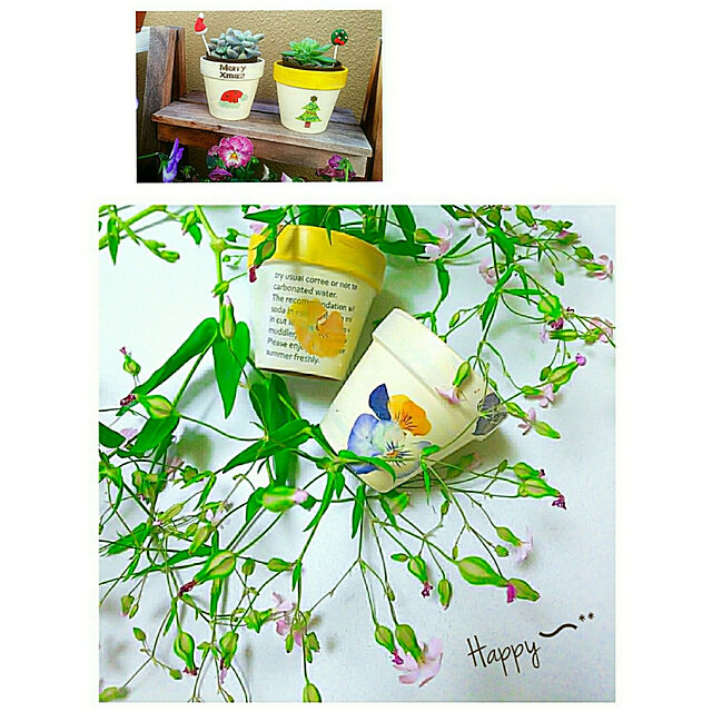 umiumiの-（観葉植物）ハーブ苗　ワイルドパンジー　ハーツイーズ（三色スミレ）　３号（１ポット）の家具・インテリア写真
