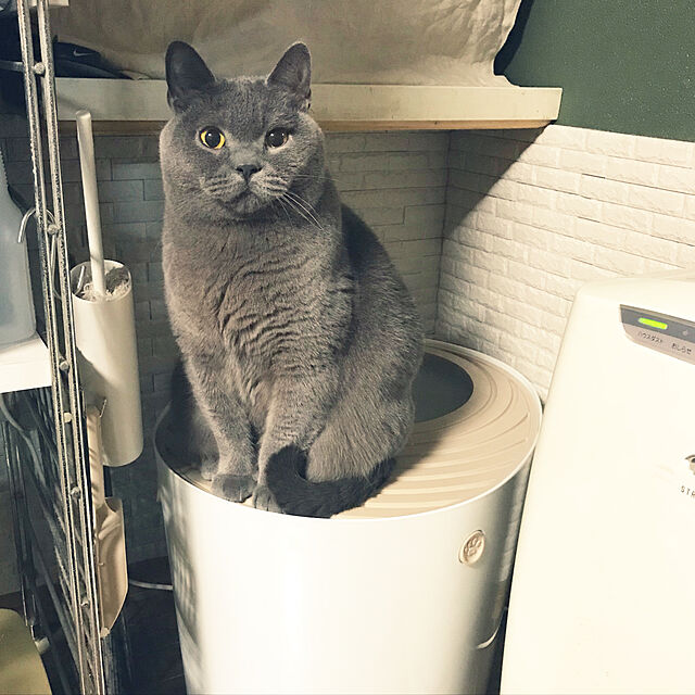 meguのアイリスオーヤマ(IRIS OHYAMA)-アイリスオーヤマ 猫 トイレ 本体 上から猫トイレ (飛び散らない) オレンジ レギュラーサイズの家具・インテリア写真