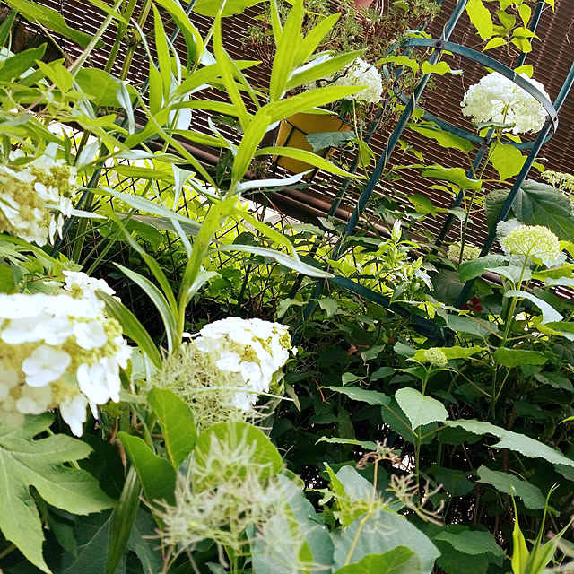 写真付きレビュー 母の日 父の日 23 アジサイ カシワバアジサイ 送料無料 鉢植え 柏葉アジサイ ギフト スノーフレーク あじさい 柏葉紫陽花 紫陽花 アジサイ 西洋アジサイ ガクアジサハイドランジア 花ギフト ポイント消化 100円 300円 500円の通販商品 口コミ