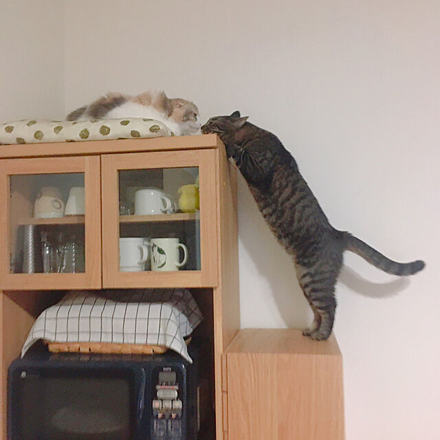 anの-Sugar Land 「CAT'S Whiskersマグ」 マグカップ コップ カップ 猫 ねこ ネコ TVドラマ使用 陶器の家具・インテリア写真