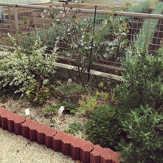 fuchanの友膳-友膳 ガーデニング ガーデン プランター  寄植え おしゃれ ブリキ 小物入れ / ガーデン プランター トゥールラウンドSの家具・インテリア写真