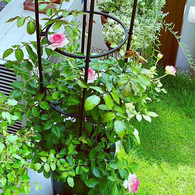 hinamamaの-【アウトレット】 バラ苗 ピエールドゥロンサール 6号スリット鉢 つるバラ(CL) 返り咲き 複色系の家具・インテリア写真