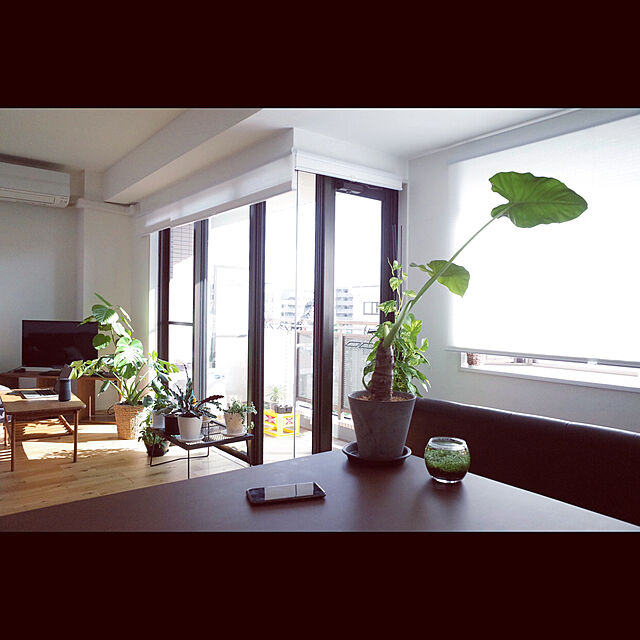 Moriyaの-観葉植物 ウンベラータ 5号鉢 朴物B フィカスウンベラータ 現品１鉢のお買い得品 20％引きセールの家具・インテリア写真