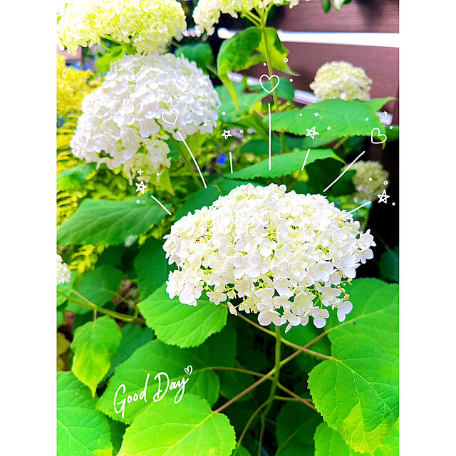 hinamamaの-紫陽花（アジサイ）・佳澄（カスミ）　5号鉢植えの家具・インテリア写真