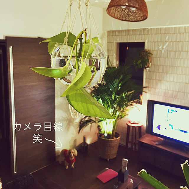 namieの-（観葉植物）バージンコルクプランツ　ヒメモンステラ（1個）【HLS_DU】の家具・インテリア写真