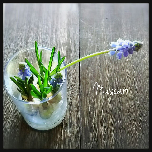 millsukeの-S1-ロシアンセージ（青紫色花）ポット苗　5本セットの家具・インテリア写真