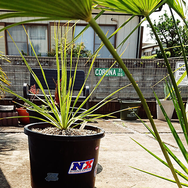 ot-gardenの-ダシリリオン テキサナム 4号鉢 観葉植物 リュウゼツランの家具・インテリア写真