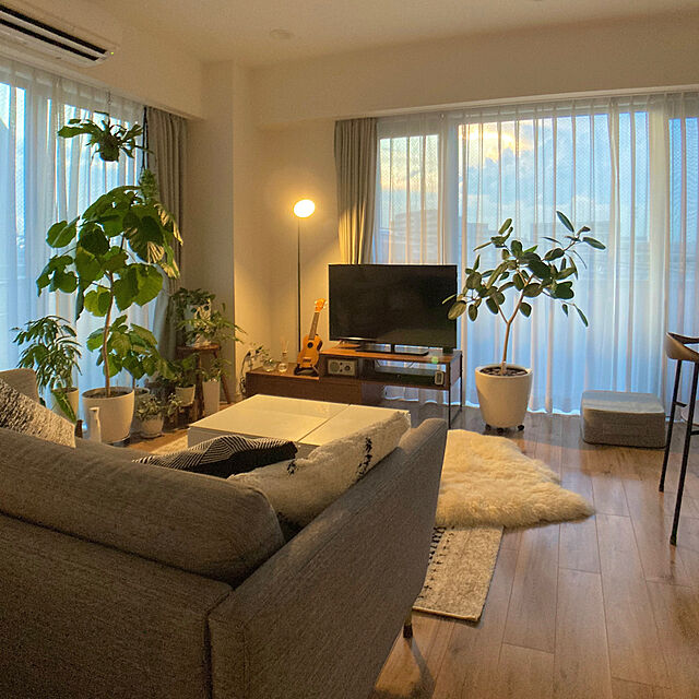 kaoの-観葉植物/コウモリラン（プラティセリウム）：ネザランズ苔玉3.5号仕立ての家具・インテリア写真
