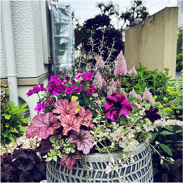 yukarin-gardenの-花苗 プチロータス ジョーイ 3.5号ポット 多年草 秋まで咲く 丈夫 ピンクの家具・インテリア写真