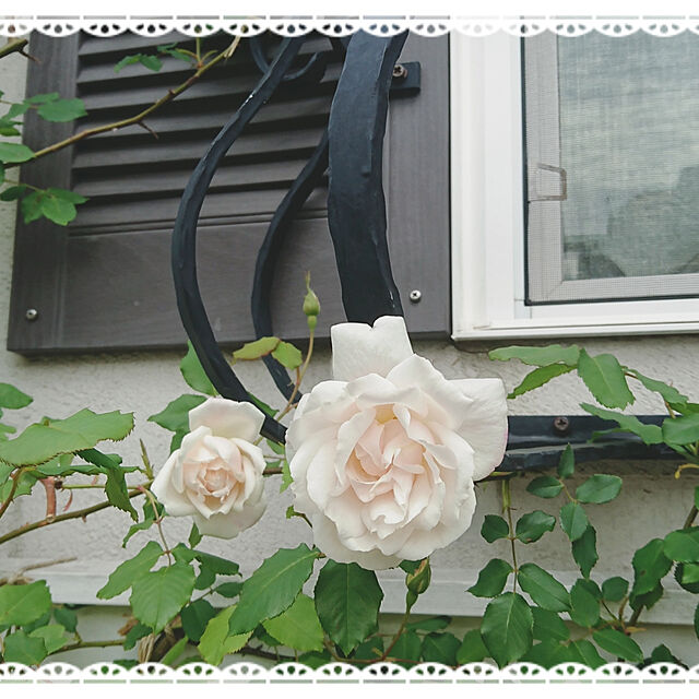 kiyosukeの-【バラ苗】 マダムアルフレッドキャリエール （オールドローズ) 国産苗 1年生 新苗 四季咲き 白色 強健 バラ 苗 薔薇の家具・インテリア写真