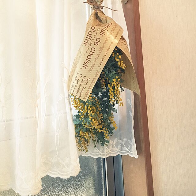 satsukiの-ミモザ アカシア （ ゴールデンミモザ ） 9cmポット苗（ 銀葉アカシア ）の家具・インテリア写真