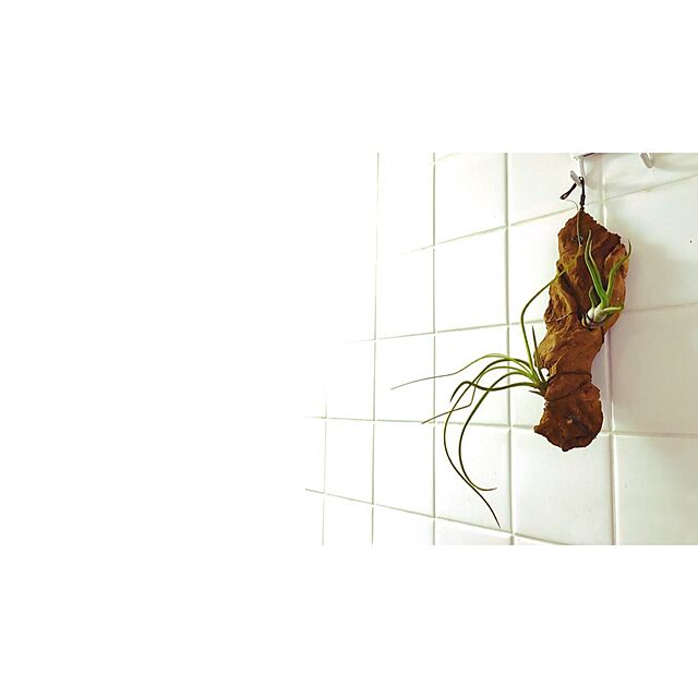 harukoの藤原産業-チキチ 盆栽用 アルミ線 (カラー) 1.0mm×約70m 150g巻の家具・インテリア写真