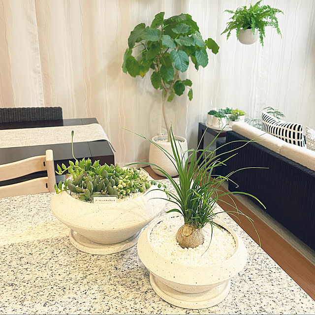 写真付きレビュー 植木鉢 おしゃれ 陶器鉢 イオニアサークルl 21cm 7号 穴あり 受け皿付 ホワイト ブラック 白 黒 モダン 和風 浅い 浅鉢 平鉢 寄せ植え プランター 鉢 ガーデニング 室内 植え替え 鉢植え 園芸 観葉植物 多肉植物 塊根植物 サボテン 苔 つる性 シダ