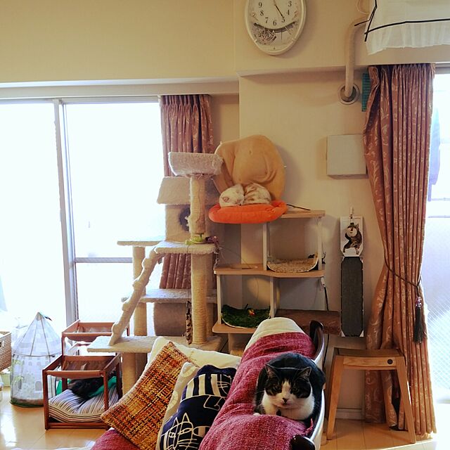 6catsの-猫壱 キャット テント 朝のお城の家具・インテリア写真