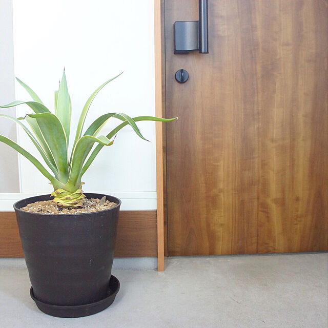 hagiの-アガベ ベネズエラ H65cm 8号鉢 観葉植物 大型 アオノリュウゼツラン ガーデニング インテリア 通販　送料無料の家具・インテリア写真