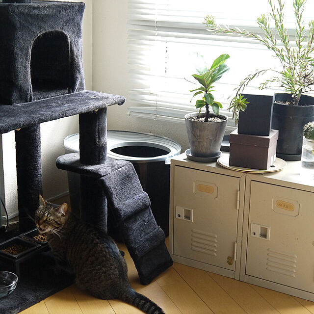 chihiroのアイリスオーヤマ(IRIS OHYAMA)-アイリスオーヤマ 猫 トイレ 本体 上から猫トイレ (飛び散らない) オレンジ レギュラーサイズの家具・インテリア写真