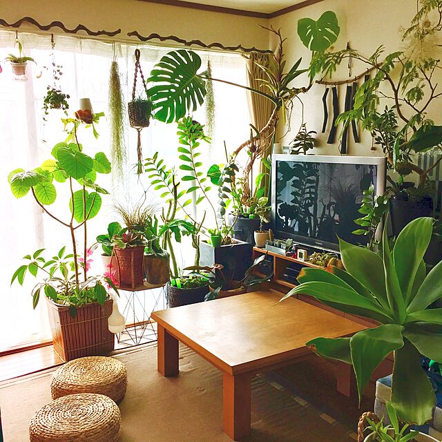 kasumiの-【希少植物】【観葉植物】：メディニラマグニフィカ　フラメンコ*3.5号の家具・インテリア写真