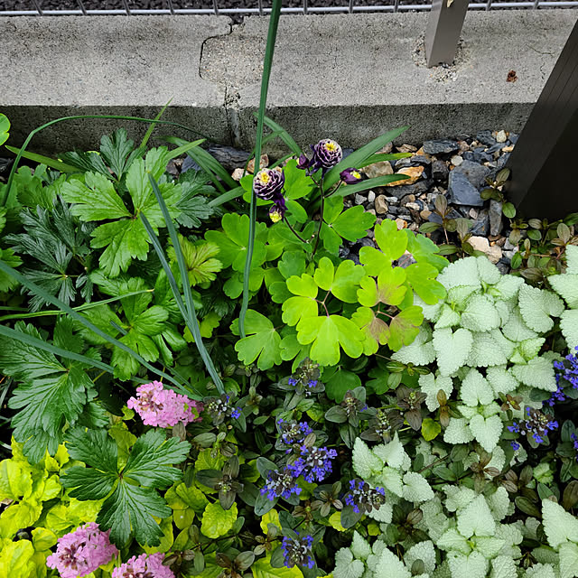 写真付きレビュー アネモネ シルベストリスの通販商品 口コミ情報 Roomclipショッピング