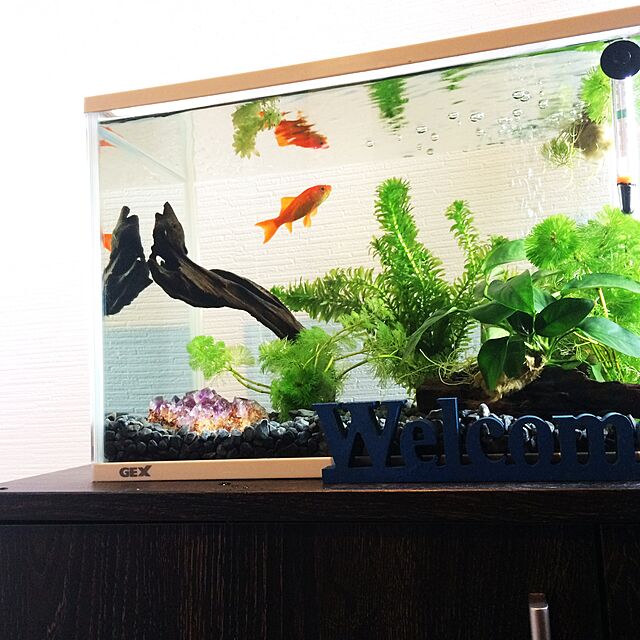 HARD69PuNKのジェックス-ジェックス ガラス 金魚元気 水きれいセット Lの家具・インテリア写真