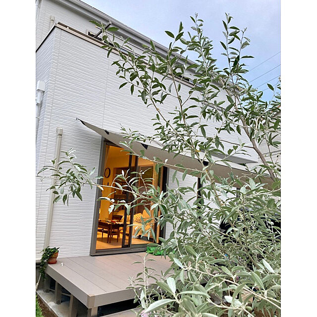 ck202の-花木 庭木の苗/（わけあり特価）ロシアンオリーブ（ホソバグミ）8号鉢植えの家具・インテリア写真