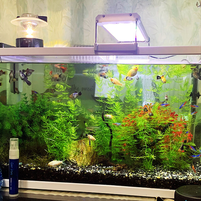 tututu0204のスペクトラム ブランズ ジャパン-テトラ (Tetra) 水槽 ホワイトアクアリウム 600 水槽 熱帯魚 メダカ 金魚の家具・インテリア写真