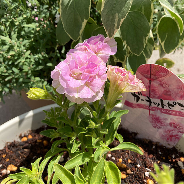 kuroの-八重咲き ペチュニア ガーネットピンク 3.5号ポット苗 寄せ植え 花壇の家具・インテリア写真