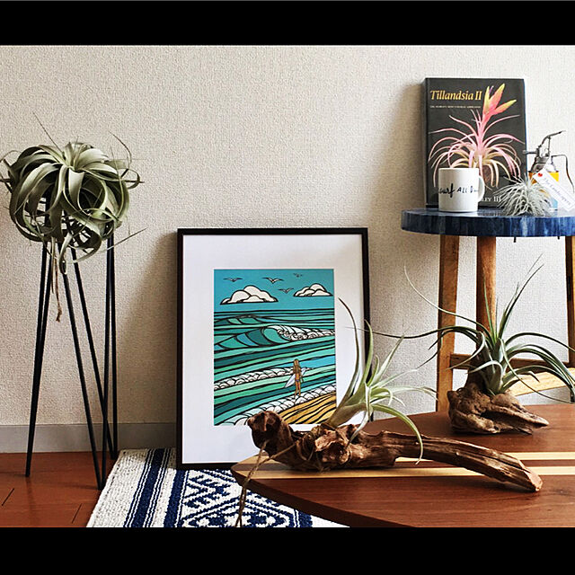 Tillandsia-Loveの-（観葉植物）エアープランツ　ティランジア　キセログラフィカ　Gサイズ（1株）　沖縄別途送料の家具・インテリア写真
